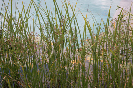Cyperus-longus-2894