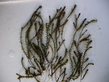 Elodea-candensis-063