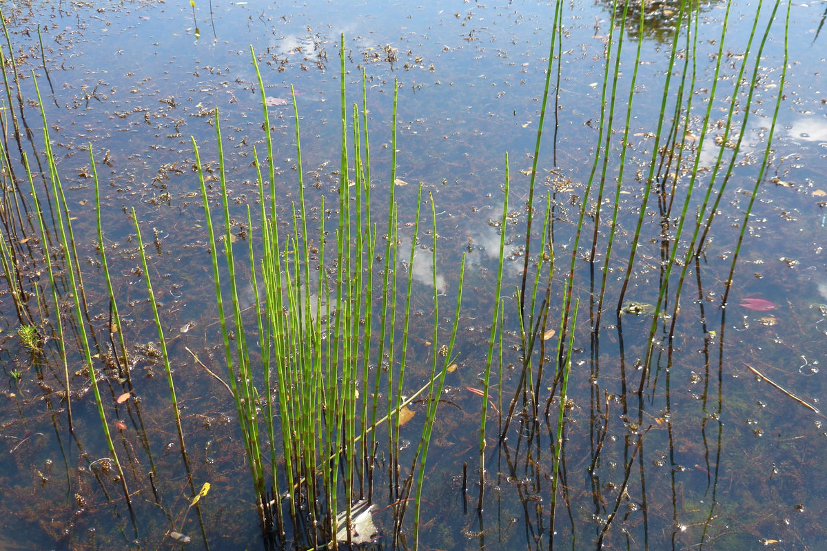 Equisetum-fluviatile-0063