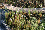Eriophorum-russeolum-6131