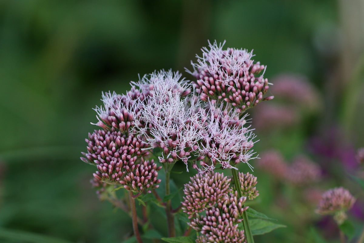 Eupatorium-cannabinum-1105