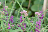 Eupatorium-cannabinum_1106