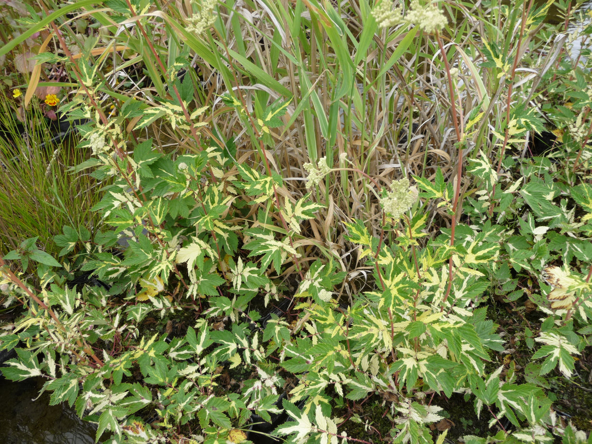 Filipendula-ulmaria-Variegata-040