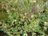 Filipendula-ulmaria-Variegata-040