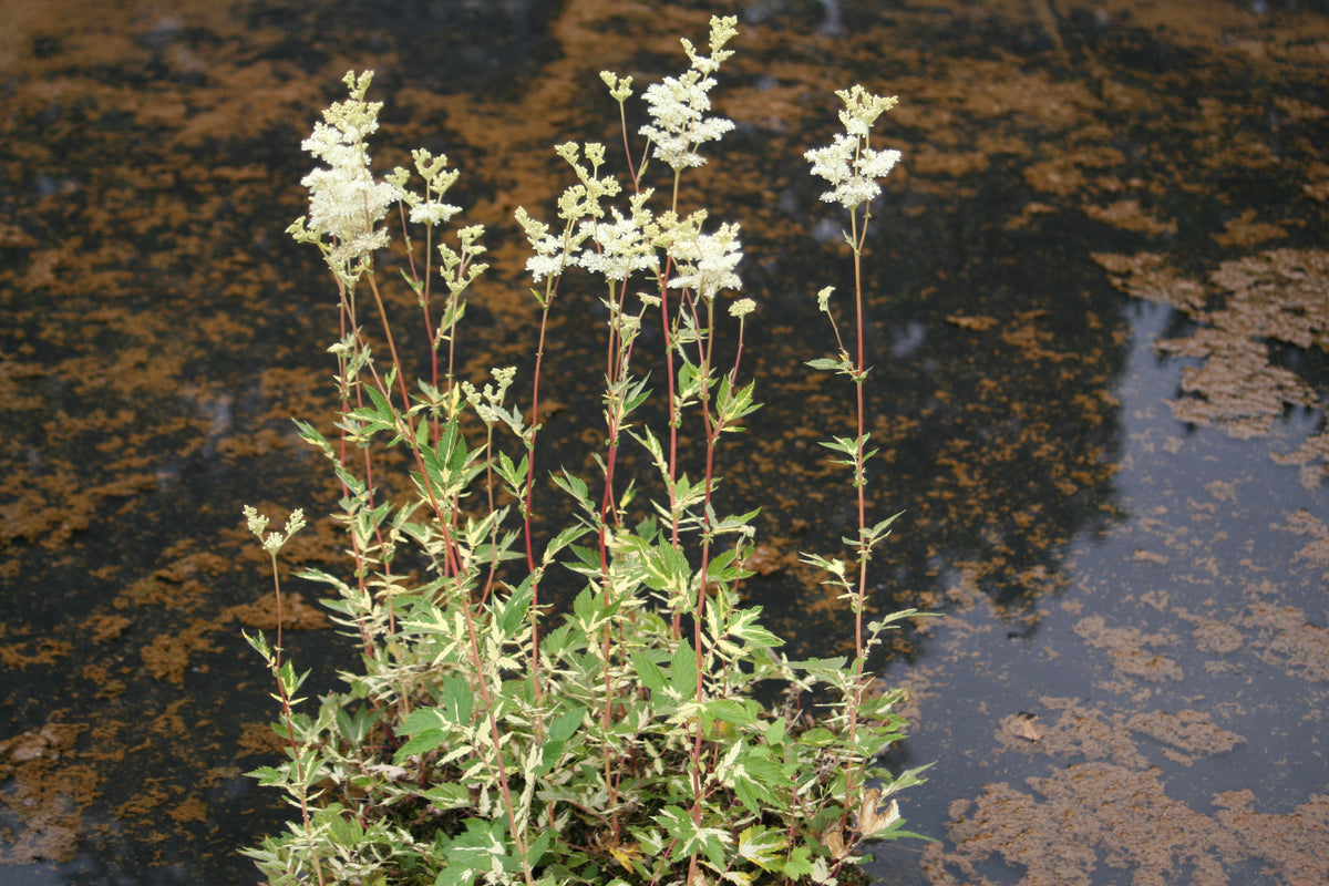 Filipendula-ulmaria-Variegata-2565