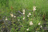 Filipendula-ulmaria_9757