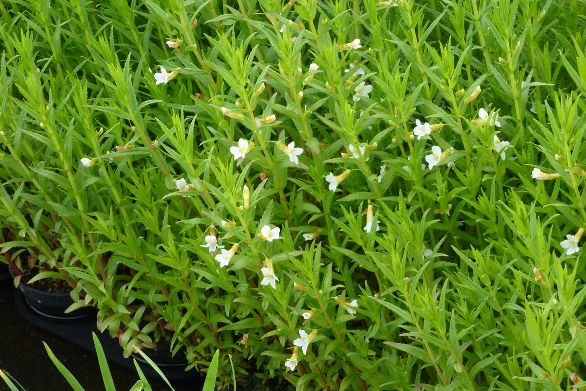 Gratiola-officinalis-0159