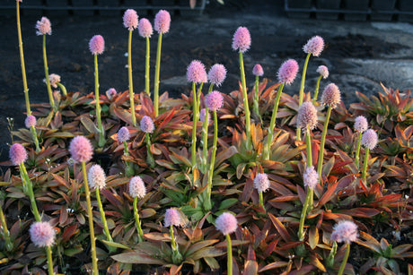 Helonias-bullata-1567