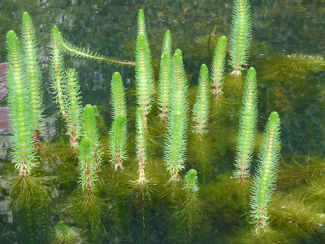 Hippuris-vulgaris-31