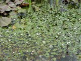 Hydrocharis-morsus-ranae-128