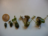 Hydrocharis-morsus-ranae-131