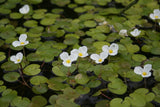 Hydrocharis-morsus-ranae-8471