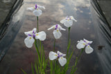 Iris-ensata-2537