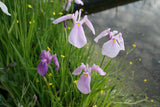 Iris-ensata-2542