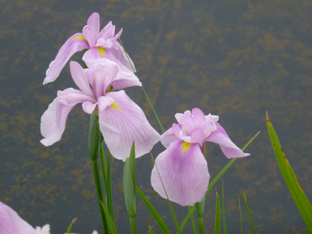 Iris-ensata-rosa-0379