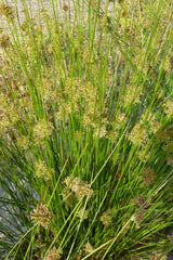 Juncus-effusus-0236