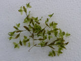 Lemna-trisulca-097