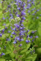 Lobelia-siphilitica_0596