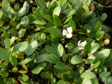 Luronium-natans-058