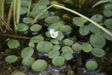 Luronium-natans-2561