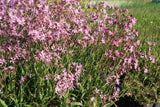Lychnis-flos-cucui-1619