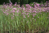 Lychnis-flos-cuculi-1863