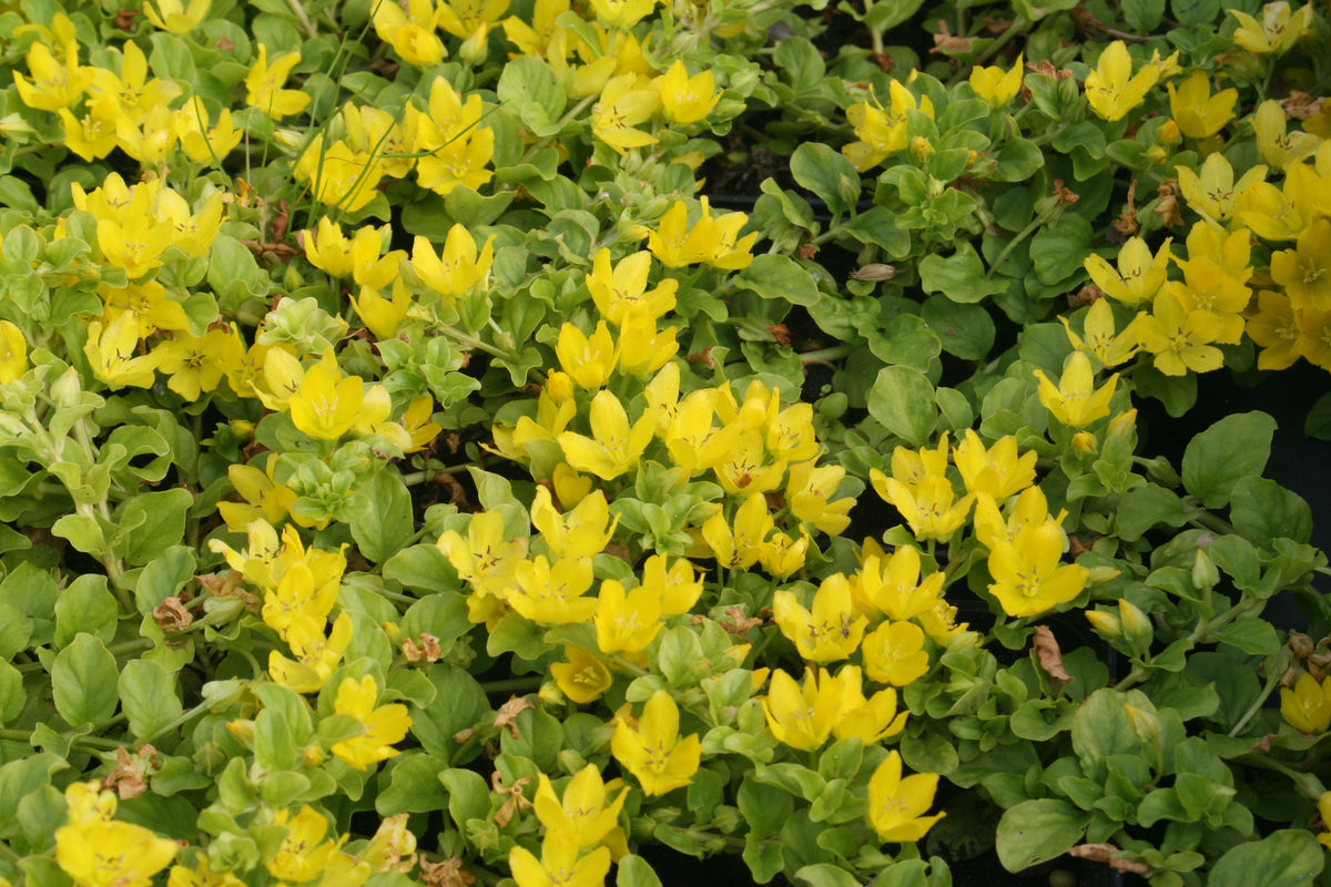 Lysimachia-nummularia-Berggarten-0079