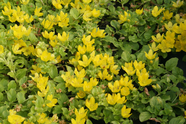 Lysimachia-nummularia-Berggarten-0079