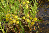 Lysimachia-thyrsiflora-0988