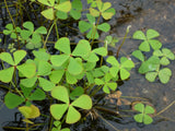 Marsilea-quadrifolia-0537