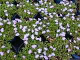 Mazus-reptans-027