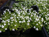 Mazus-reptans-`Alba-024
