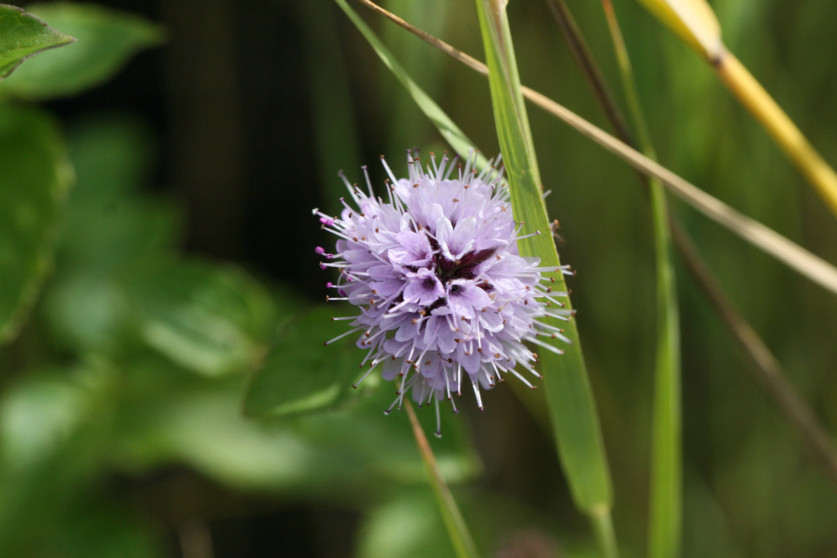 Mentha-aquatica_1056