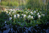 Menyanthes-trifoliata-1525