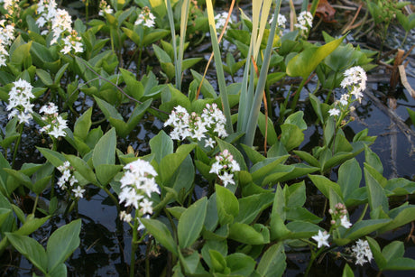Menyanthes-trifoliata-1550