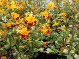 Mimulus-`Tigrinus-06-008