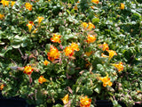 Mimulus-`Tigrinus-087