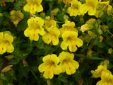 Mimulus-luteus-Ar-0332