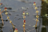 Myriophyllum-spicatum_4013