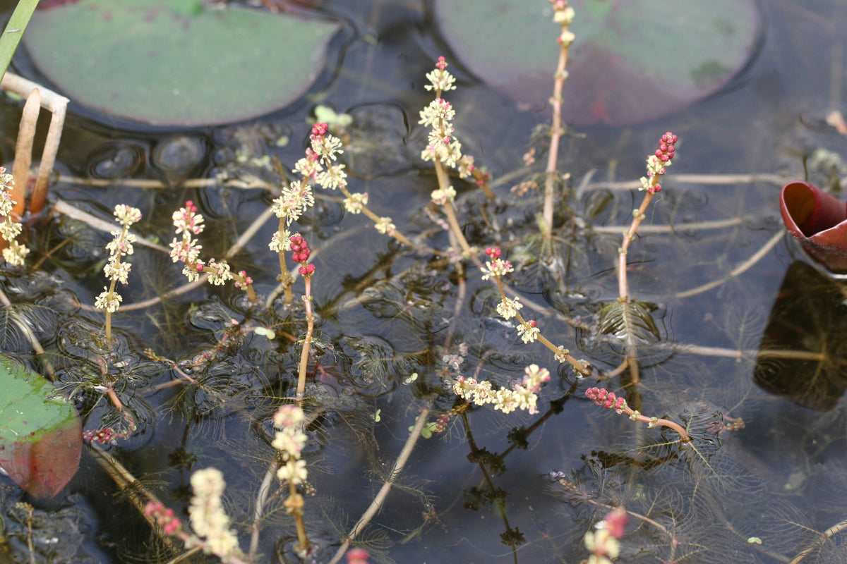 Myriophyllum-spicatum_4017
