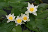 N-tetragona_1511