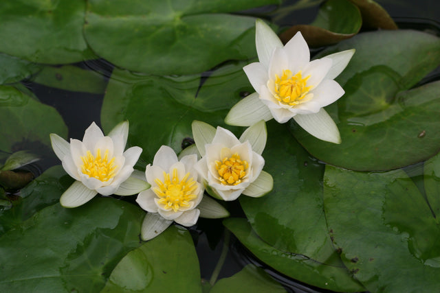 N-tetragona_1511