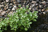 Nasturtium-officinale_7883