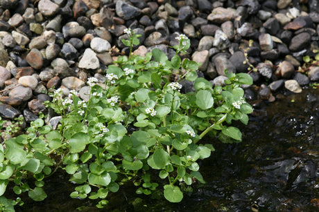 Nasturtium-officinale_7883