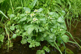 Nasturtium-officinalis-0209