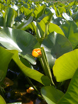 Nuphar-advena-06