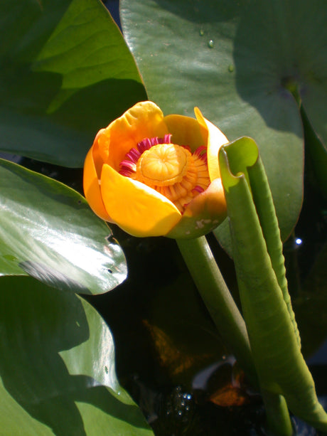 Nuphar-advena-07
