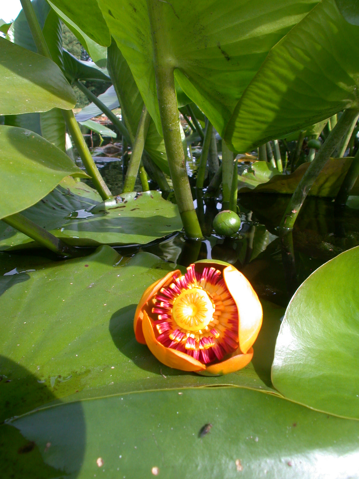 Nuphar-advena-104