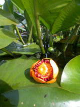 Nuphar-advena-104