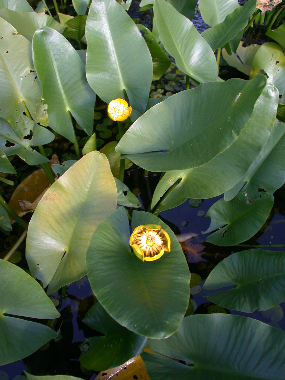 Nuphar-angustifolia-147